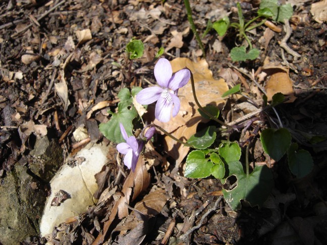 Viola alba e Viola reichenbachiana